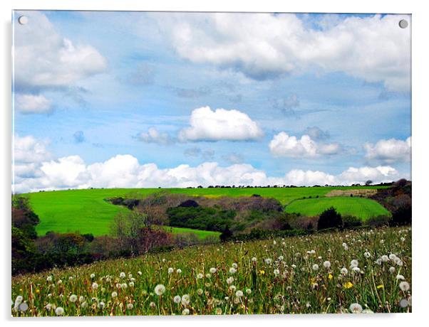 Welsh Fields of Pembrokeshire. Acrylic by paulette hurley