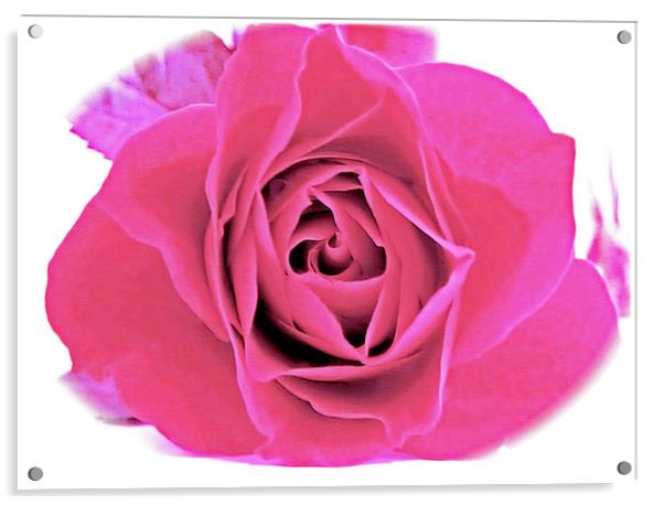 A Baby Pink Velvet Rose. Acrylic by paulette hurley