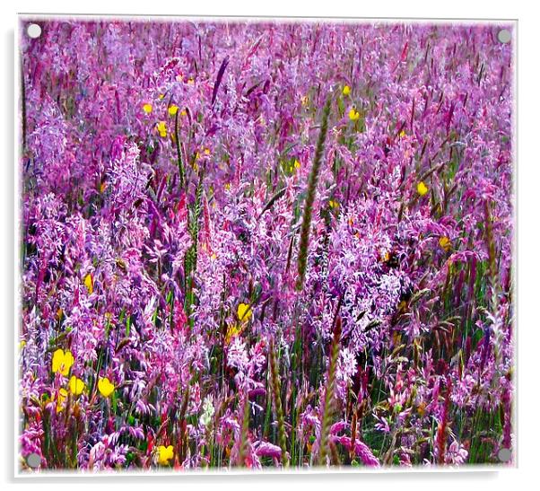 Field Flowers in Bloom Acrylic by paulette hurley