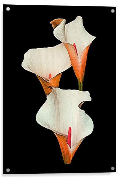 Peach Calla Lily. Acrylic by paulette hurley