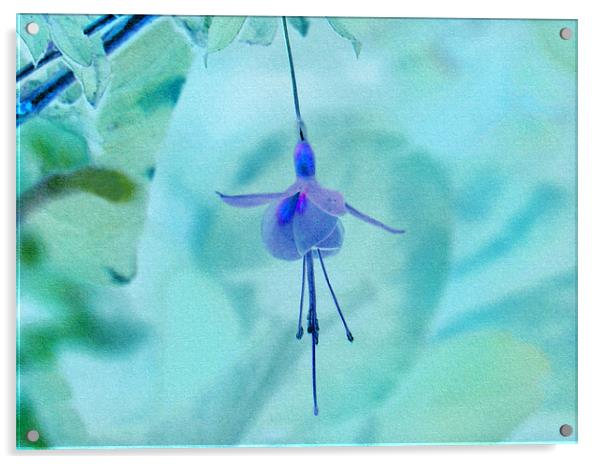 Fuchsia Blue Acrylic by paulette hurley