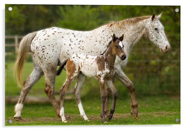 Mother and Baby Appaloosa Acrylic by Gill Allcock