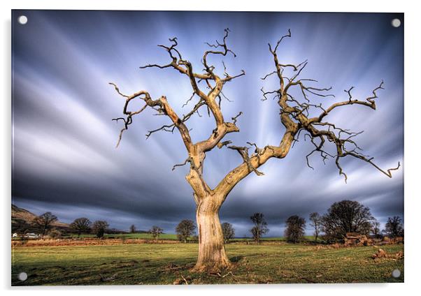 Skeleton Tree, Fintry... Acrylic by David Mould