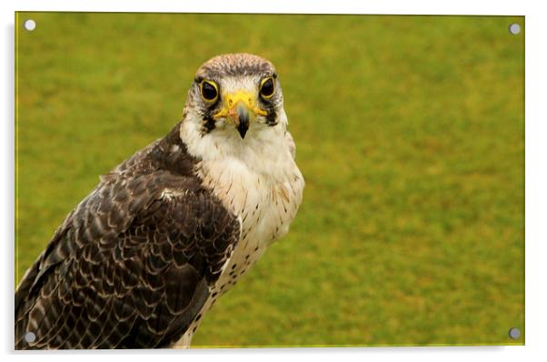  Peregrine Falcon Acrylic by Peter Elliott 