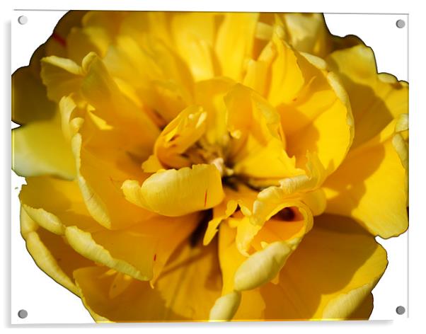 Yellow Tulip Acrylic by Peter Elliott 