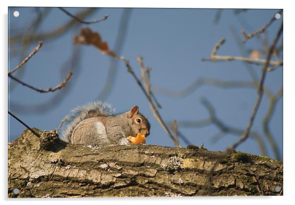Squirrel with orange Acrylic by Peter Elliott 
