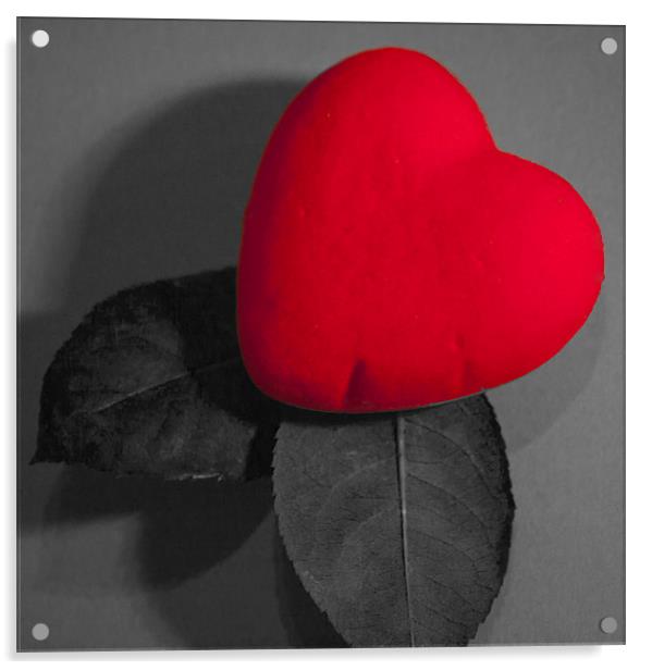 Heart plant Acrylic by Peter Elliott 