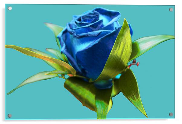 Blue Rose Acrylic by Peter Elliott 