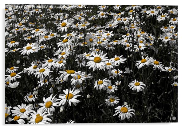  A Field of Daises Acrylic by Thomas Mudge