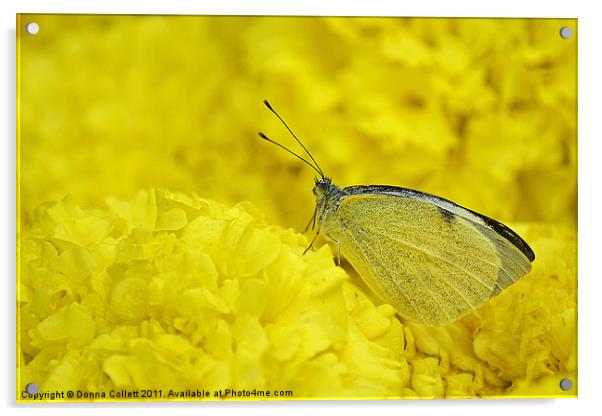 Cabbage white Butterfly Acrylic by Donna Collett