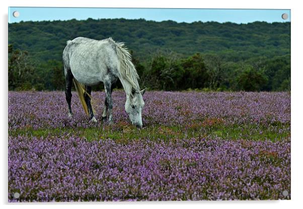 Heathland Pony Acrylic by Donna Collett