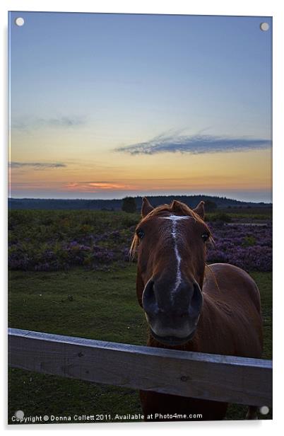 Nosey!!! Acrylic by Donna Collett