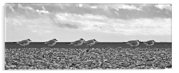 Row of Gulls Acrylic by Donna Collett
