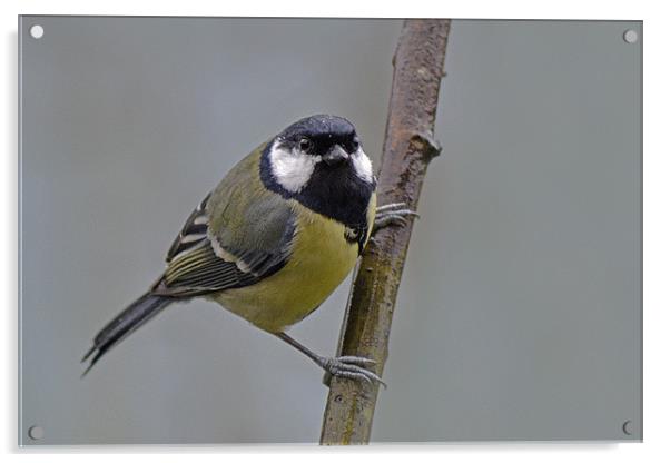 Great Tit Acrylic by Donna Collett