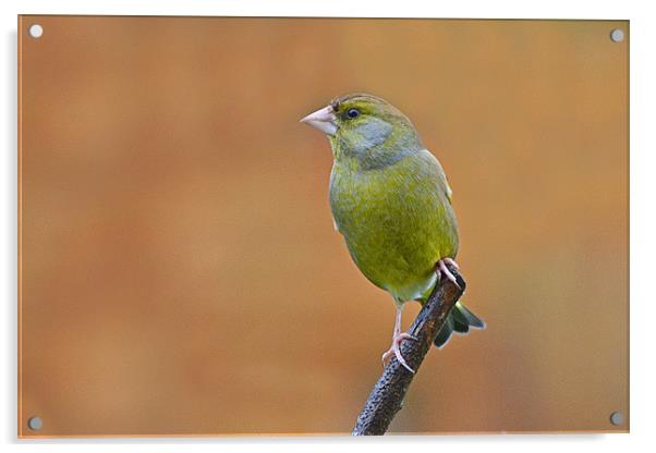 Greenfinch Acrylic by Donna Collett