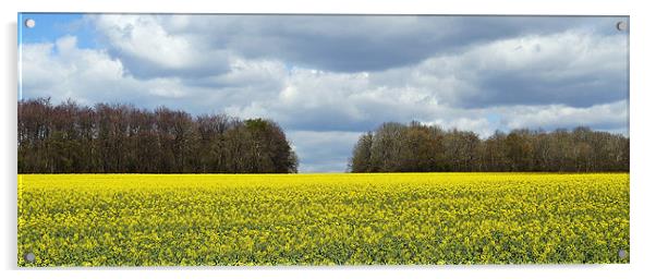 Field of Colour Acrylic by Donna Collett