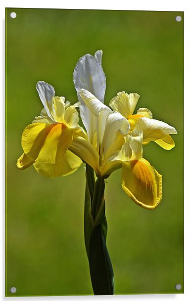 Portrait of an Iris Acrylic by Donna Collett