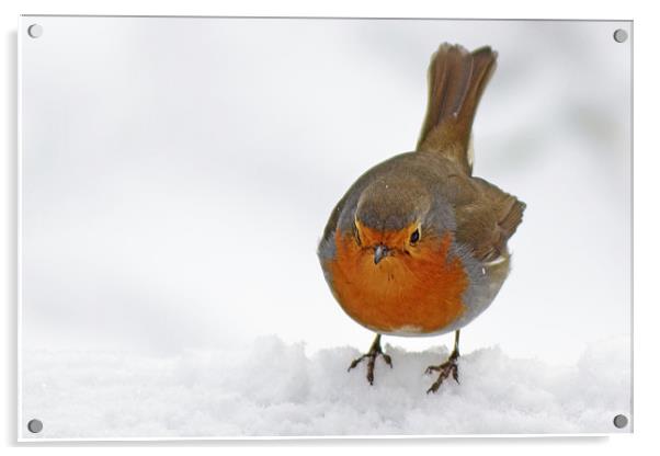 Snowy Robin Acrylic by Donna Collett