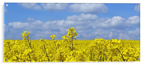 Rape Seed Flowers Acrylic by Donna Collett