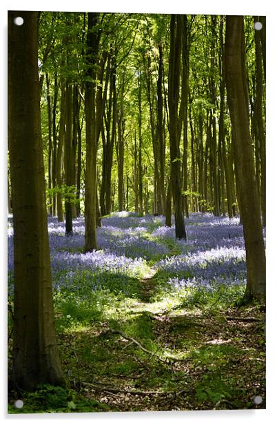 Bluebell woods Acrylic by Donna Collett