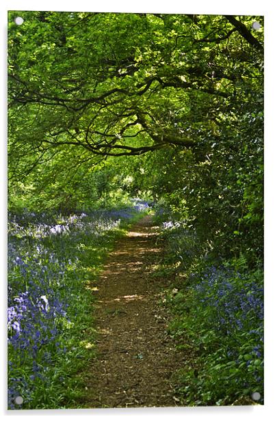 Woodland Walk Acrylic by Donna Collett
