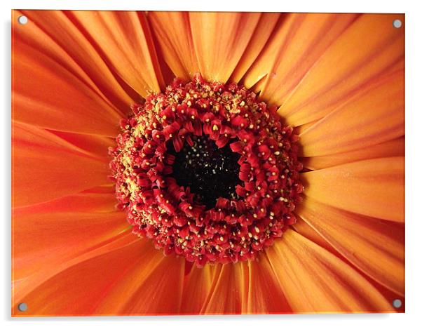 Gerbera - Orange Acrylic by Donna Collett