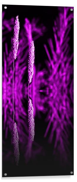 purple grass reflection - slim Acrylic by Donna Collett