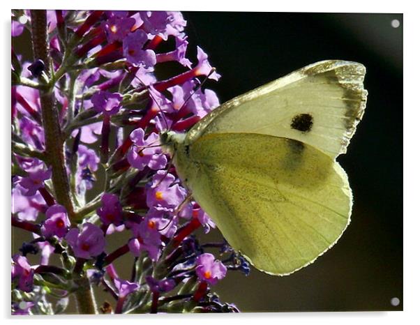 Cabbage White - Macro Acrylic by Donna Collett