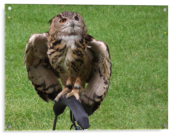 European Eagle Owl Acrylic by Donna Collett