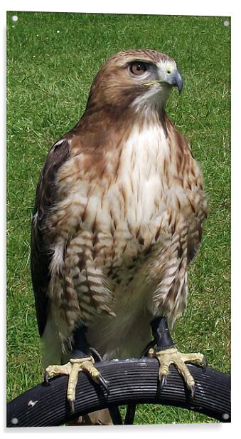 Red Tailed Hawk Acrylic by Donna Collett