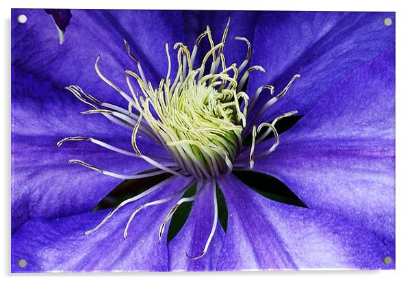 Clematis - macro Acrylic by Donna Collett