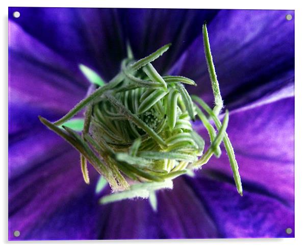 The heart of the Clematis Acrylic by Donna Collett