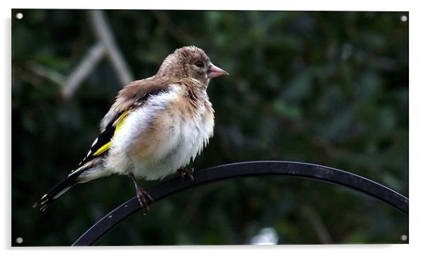 Young Fluffed Goldfinch Acrylic by Donna Collett