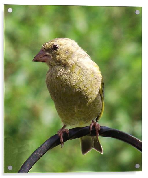 Young Greenfinch Acrylic by Donna Collett