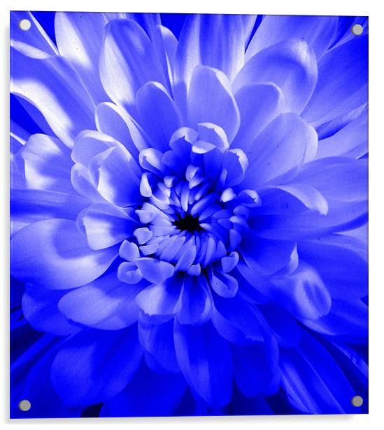 Dahlia - Blue Glow Acrylic by Donna Collett