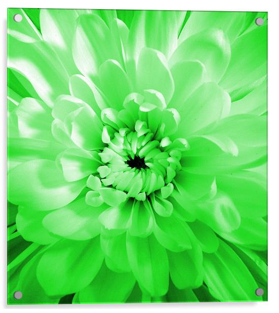Dahlia - Green Glow Acrylic by Donna Collett