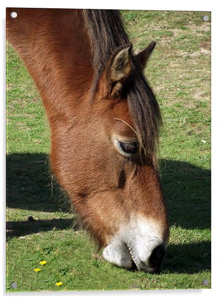 New Forest Pony Acrylic by Donna Collett