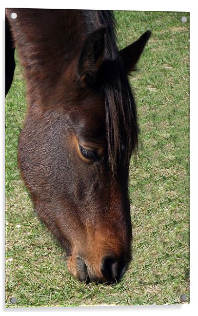 New Forest Pony - Head shot Acrylic by Donna Collett