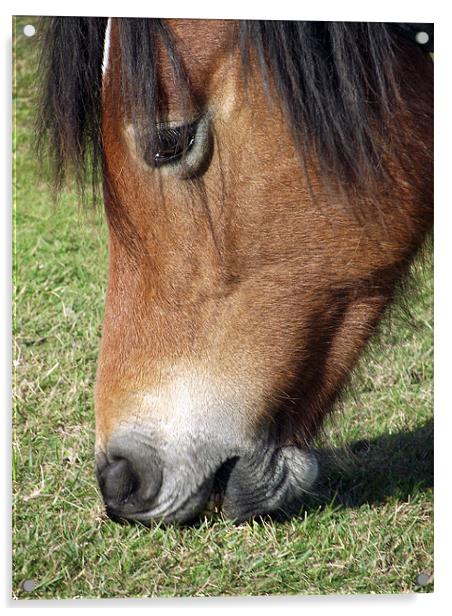 New Forest Pony - Grazing Acrylic by Donna Collett