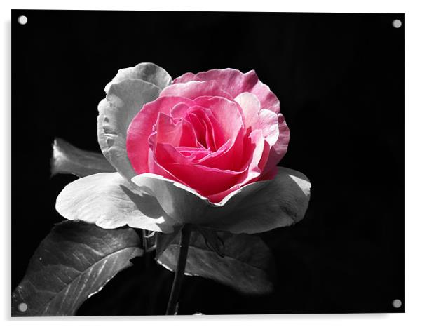 Rose Hint of pink Acrylic by Donna Collett