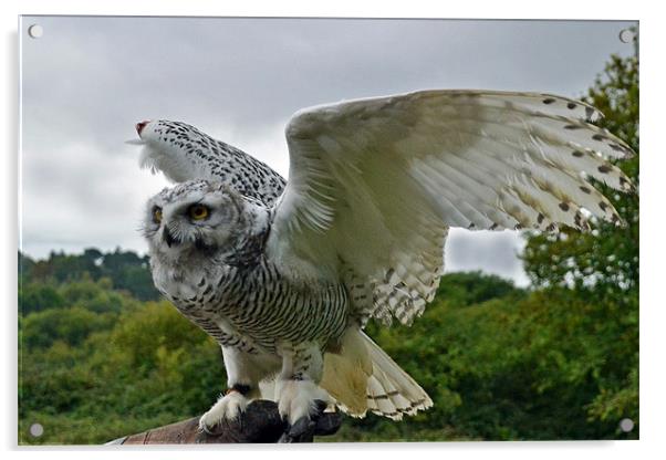 4mth old Snowy Owl - wing display Acrylic by Donna Collett