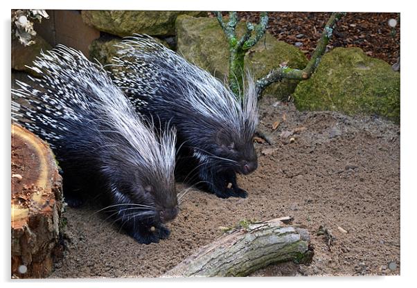 Porcupines Acrylic by Donna Collett