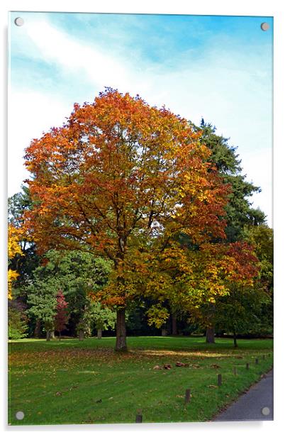 Autumn Colours Acrylic by Donna Collett