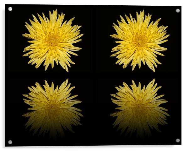 Bloom Chrysanthemum double reflection Acrylic by Donna Collett
