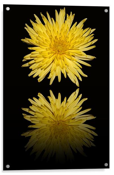 Yellow Bloom  Chrysanthemum - Reflection Acrylic by Donna Collett