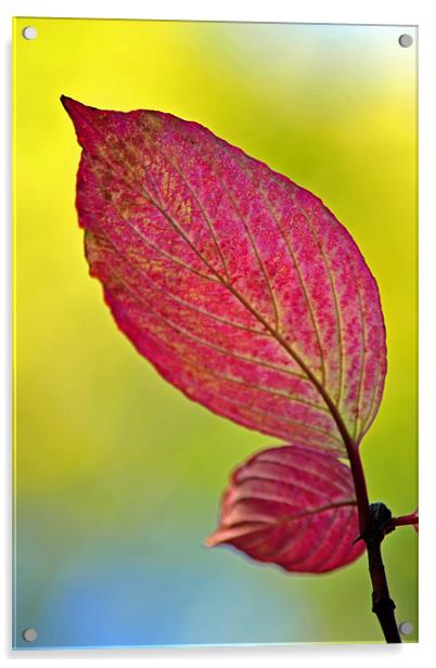 Autumn Leaf Acrylic by Donna Collett