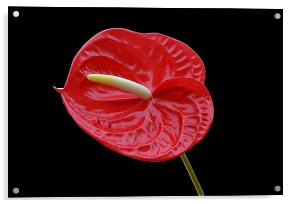 Anthurium - Calisto Acrylic by Donna Collett