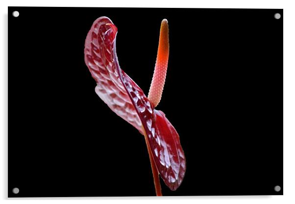 Anthurium - Choco Acrylic by Donna Collett
