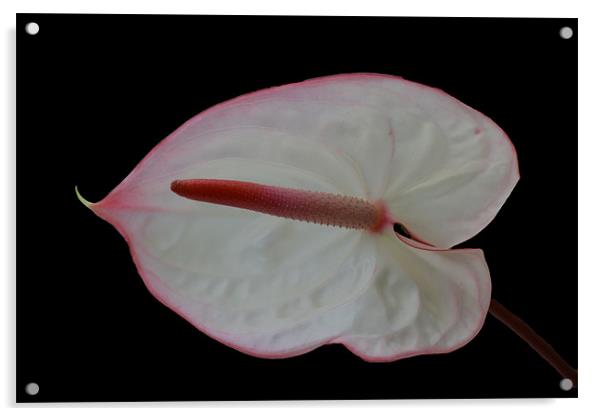 Anthurium - Maxima Elegancia Acrylic by Donna Collett