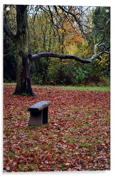 Autumn Seat Acrylic by Donna Collett